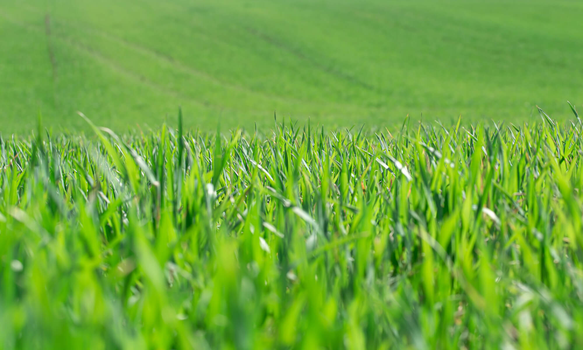 Freshly cut grass